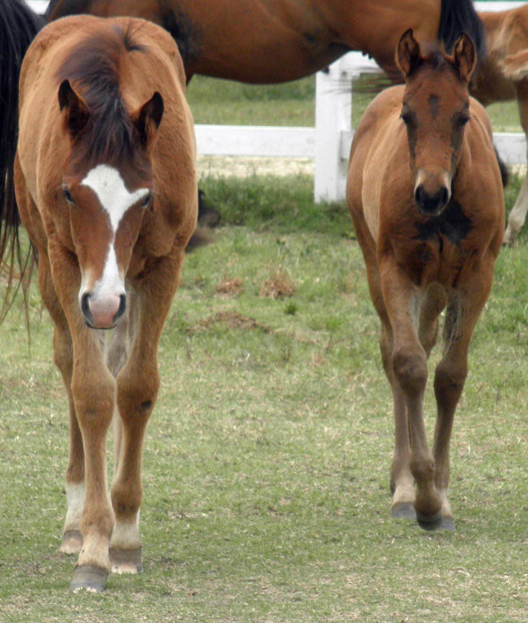 gallery foals winkie-margo